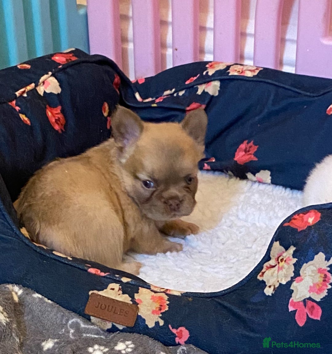 French Bulldog dogs for sale: Quality health tested/KC fluffy French bulldogs - Image 23