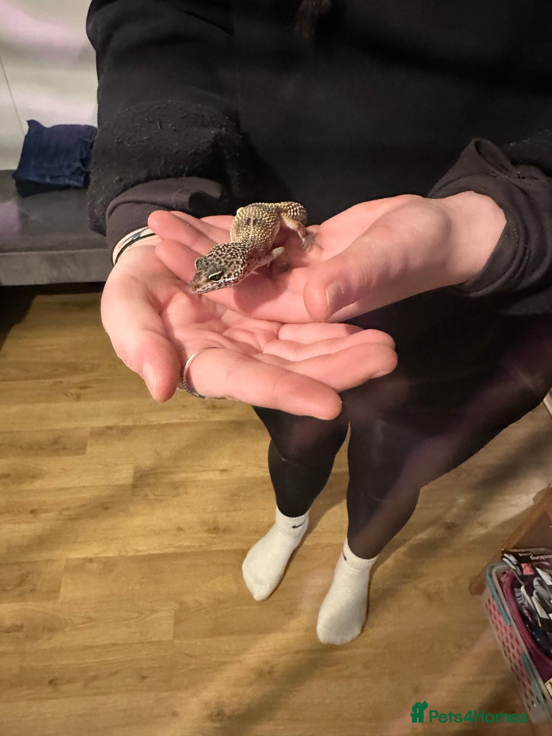 Leopard Gecko reptiles for sale: Baby leopard gecko for sale - Advert 2