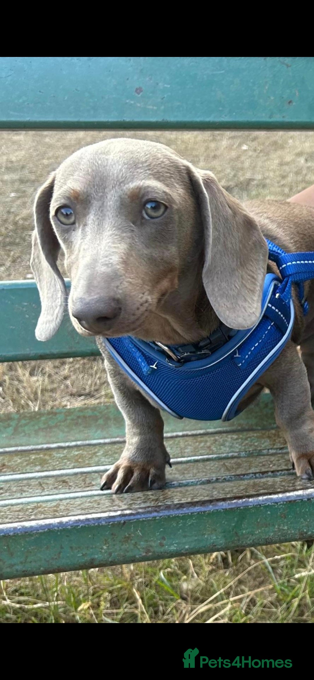 Dachshund dogs Isabella shorthaird dachshund PROVEN STUD - Advert 7