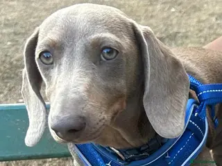 Dachshund dogs Isabella shorthaird dachshund PROVEN STUD - Advert 7