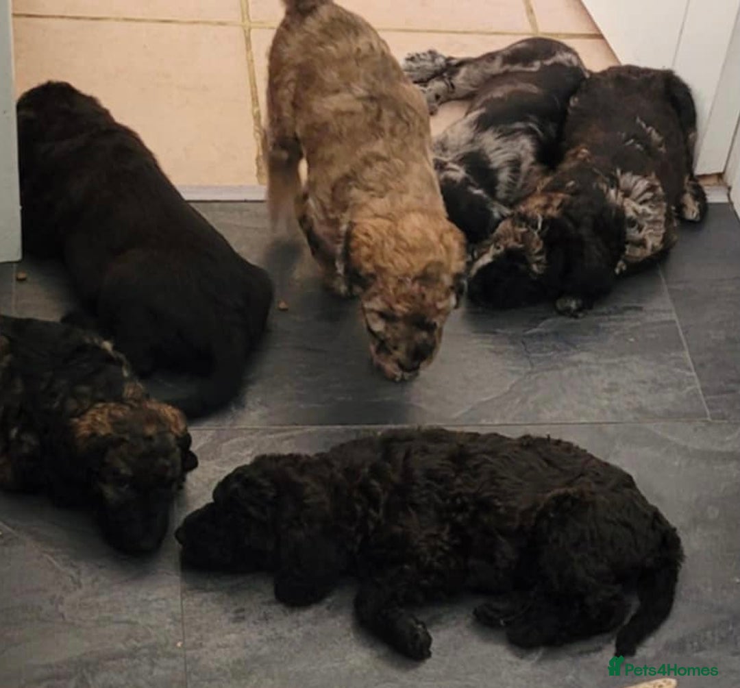 Mixed Breed dogs for sale: Beautiful Unique colours and markings - Image 7