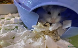 Hamster rodents for sale: 2 male gerbils - Image 15