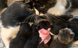 Bengal cats for sale: Bengal & bsh female kitten ready to leave 2nd nov - Image 5