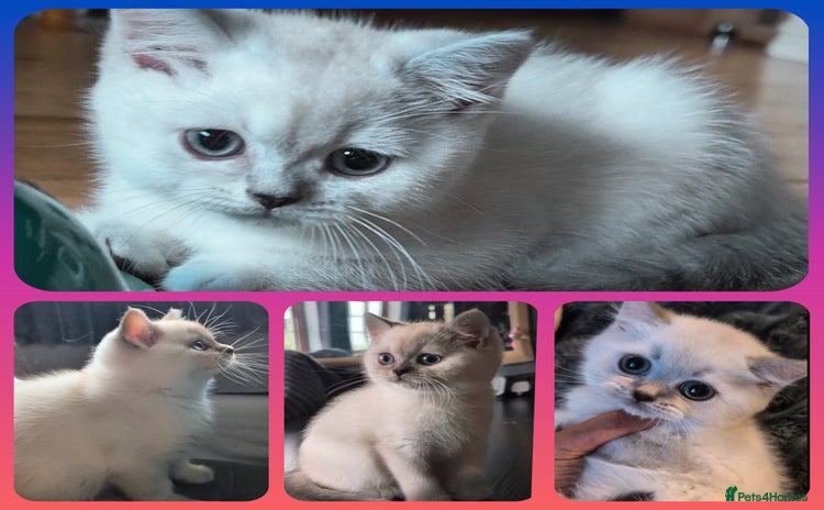 British Shorthair cats - Advert 3