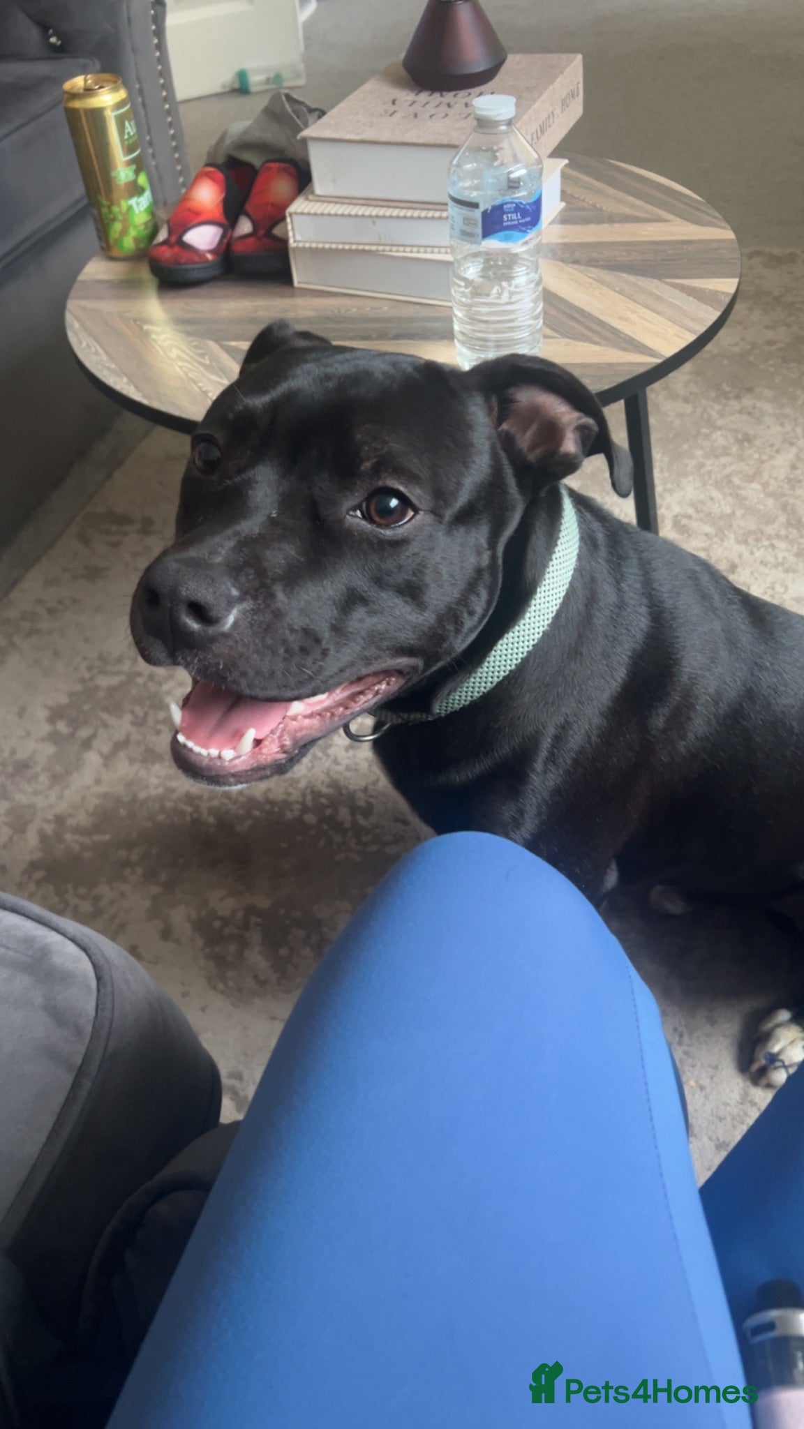 Mixed Breed dogs Male Staff - Advert 1