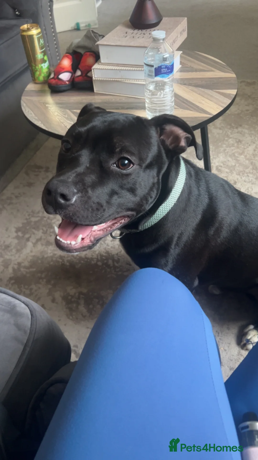 Mixed Breed dogs for sale: Male Staff in Middlesbrough - Advert 1