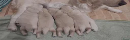 Golden Retriever dogs for sale: Gorgeous puppies  - Advert 4