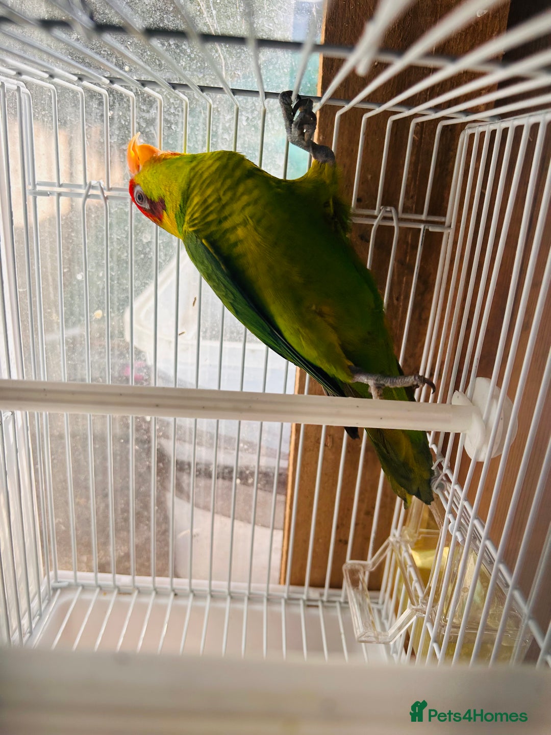 Lorikeets birds for sale: PROVEN pair iris lorikeet RARE!! - Image 12
