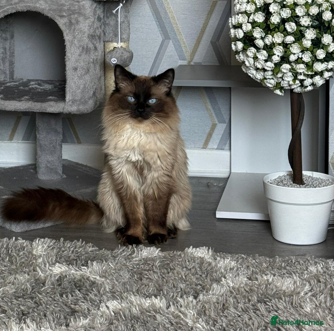 Ragdoll cats for sale: Ragdoll for sale  - Image 3