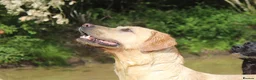 Labrador Retriever dogs for sale: EXCEPTIONALLY WELL BRED LABRADOR PUPPIES - Advert 2