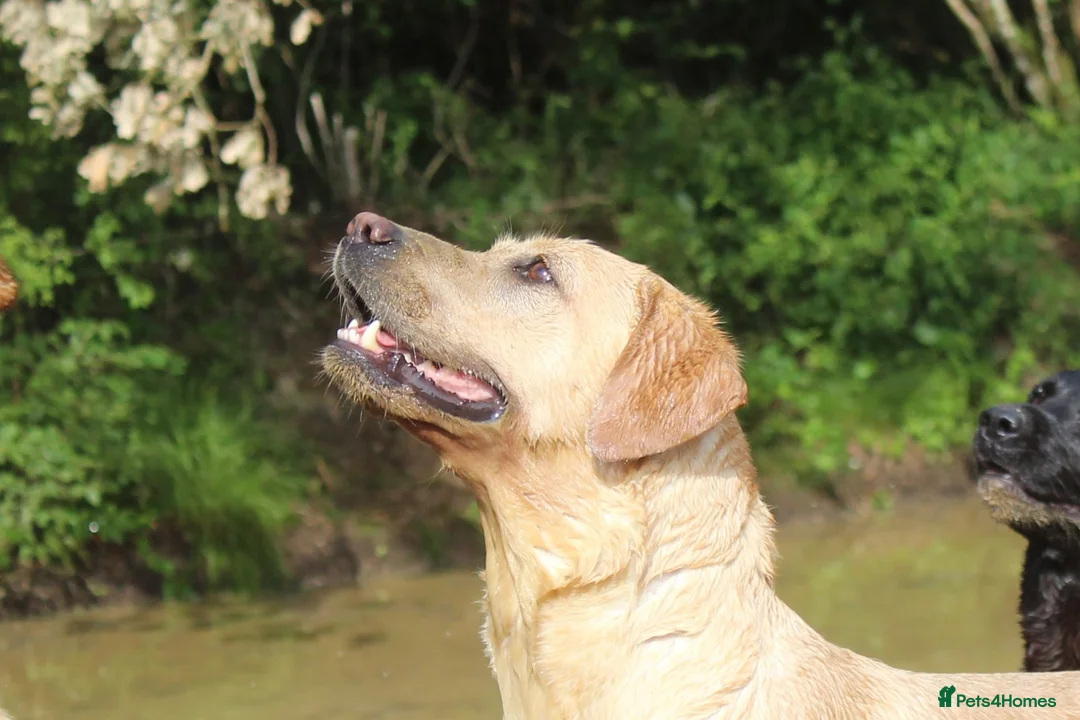 Labrador Retriever dogs for sale: EXCEPTIONALLY WELL BRED LABRADOR PUPPIES - Advert 2