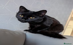 Maine Coon cats for sale: Maine coon cross - Advert 1