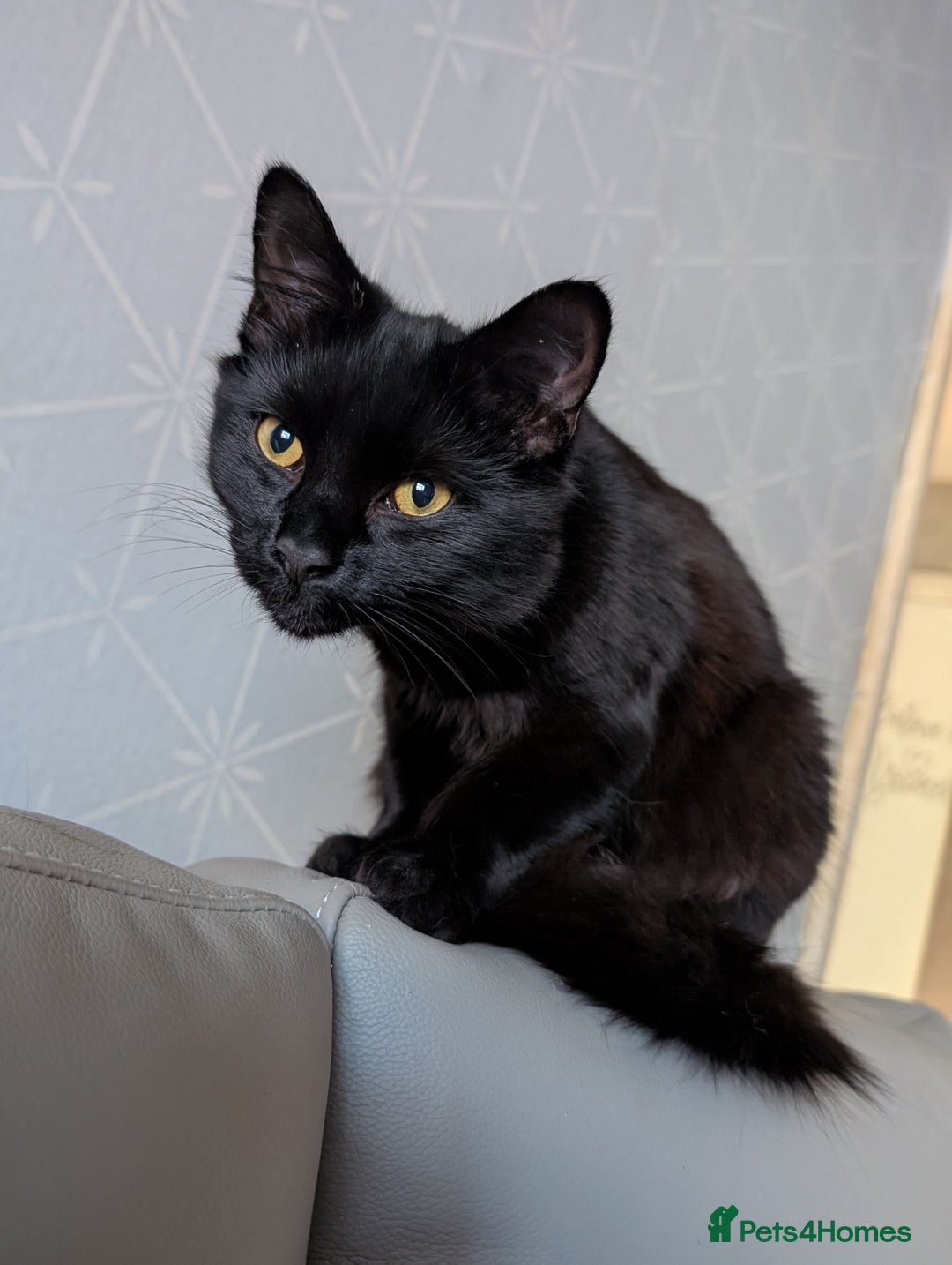 Maine Coon cats for sale: Maine coon cross - Advert 1