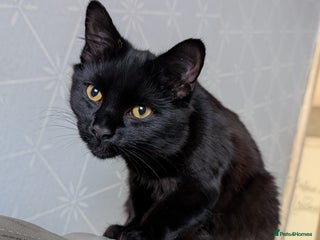 Maine Coon cats Maine coon cross - Advert 3