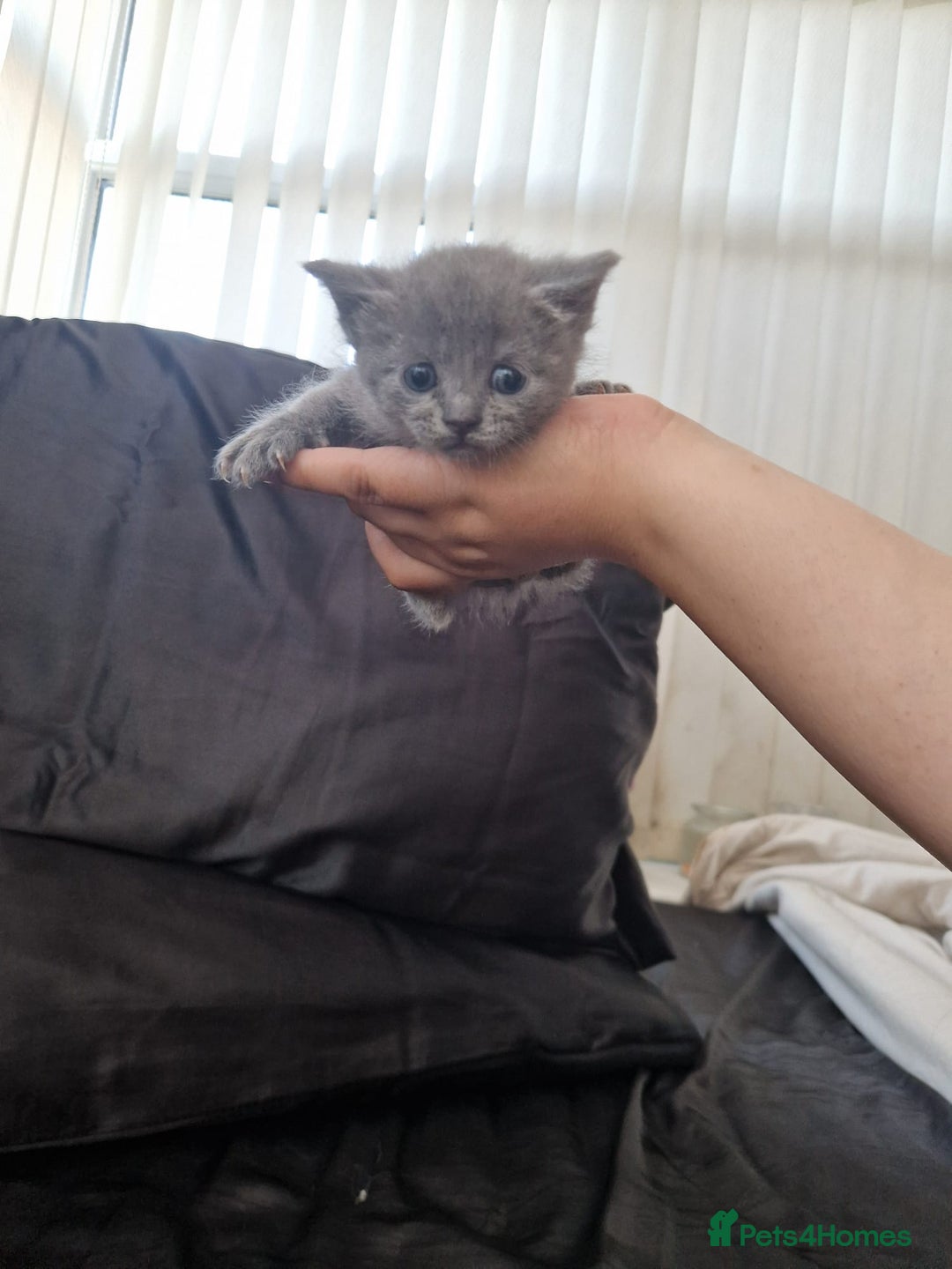 Ragdoll cats for sale: Ragrex kittens for sale  - Image 1