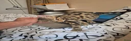 Mixed Breed cats for sale: Cute tabby kitten - Advert 2