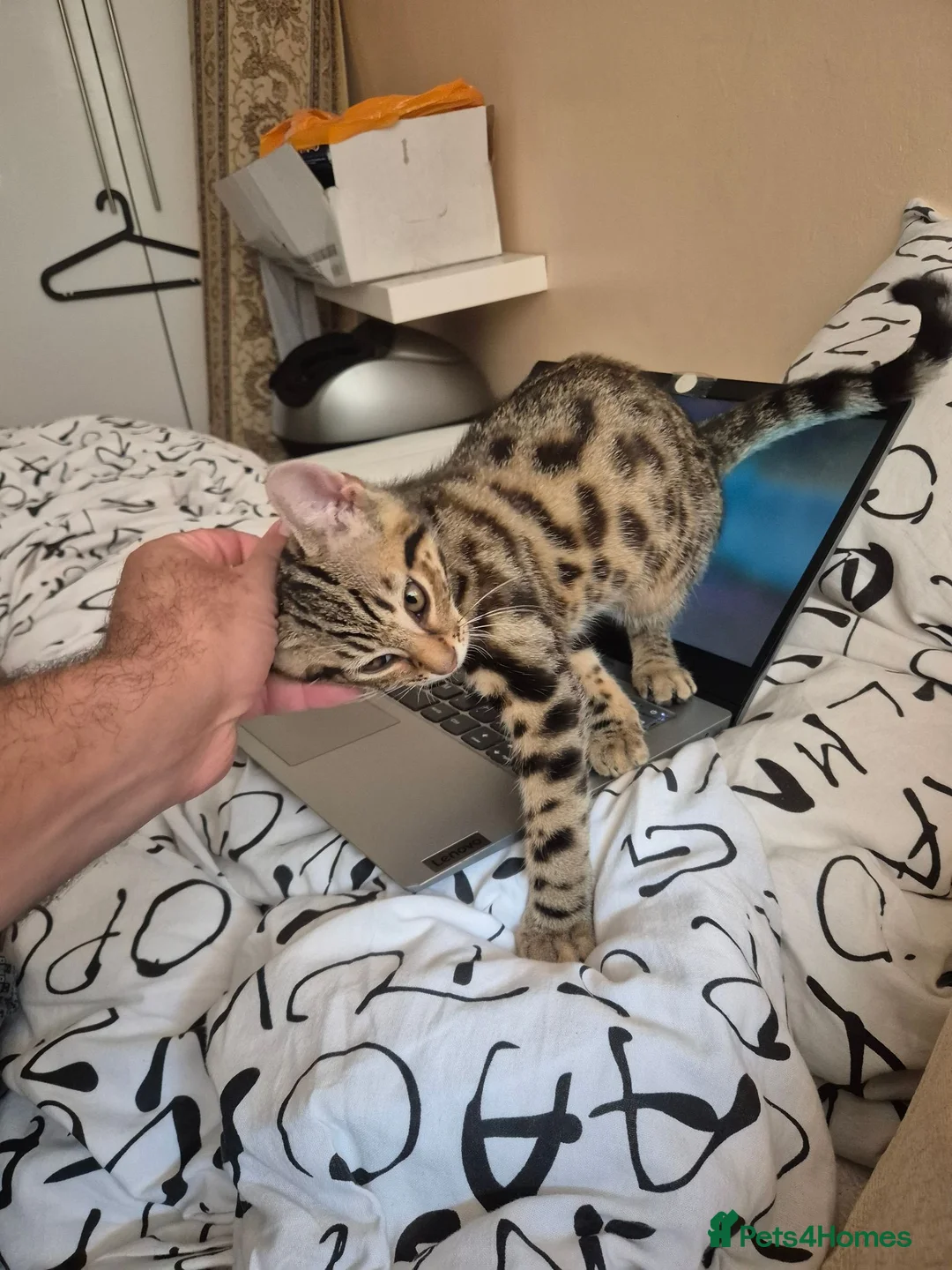 Mixed Breed cats for sale: Cute tabby kitten - Advert 2