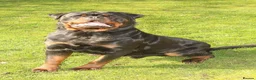 Rottweiler dogs for stud: Superb KC Rottweiler Stud - Advert 3