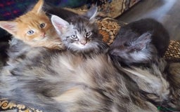Maine Coon cats for sale: Maine coon kittens - Image 5