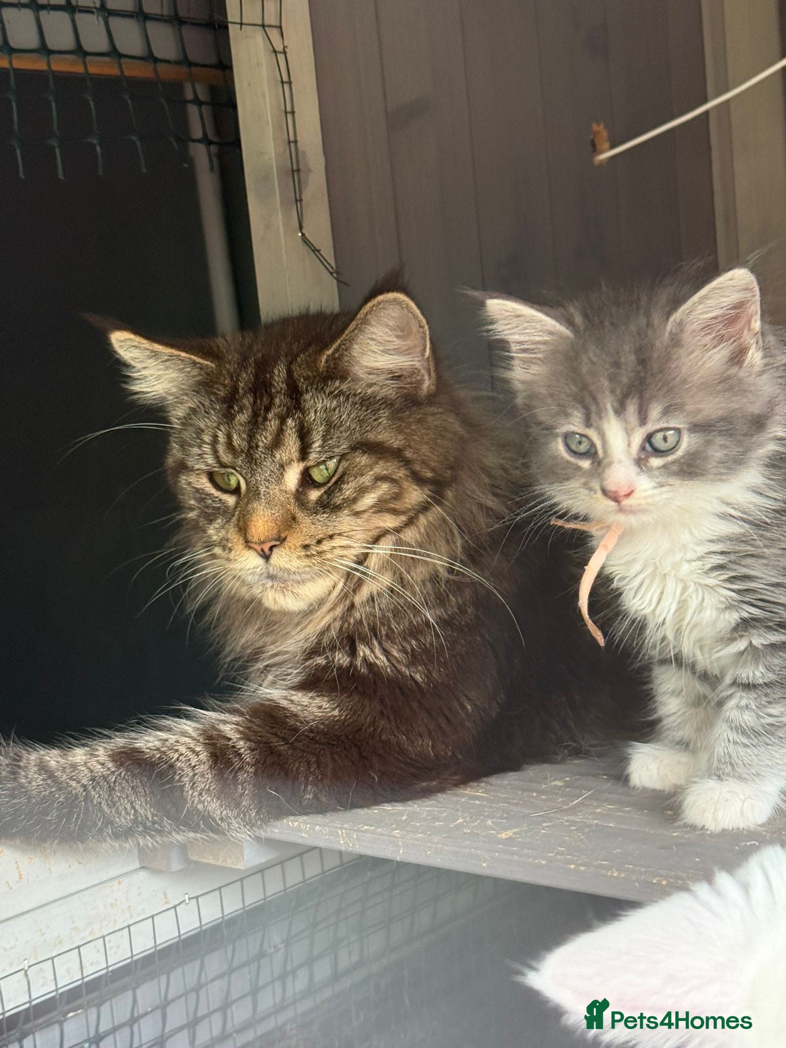 Maine Coon cats Mainecoons  - Advert 1