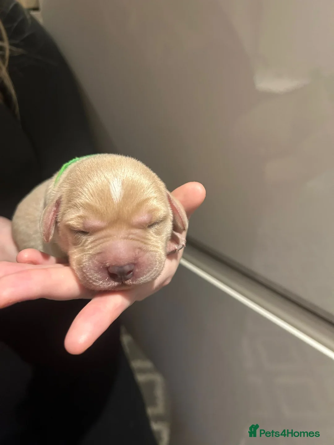 Labrador Retriever dogs for sale: 9 pups Only 4 left, All beautiful boys born 19/01 - Advert 6