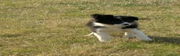 Border Collie dogs for sale: Paddy rough coated isds registered pup - Advert 3