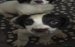 Sproodle dogs for sale: Beautiful Sproodle pups for sale  - Image 2