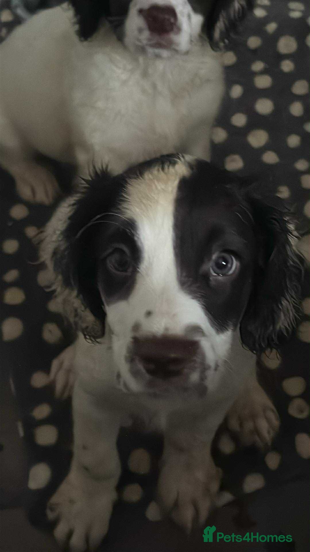 Sproodle dogs for sale: Beautiful Sproodle pups for sale  - Image 2