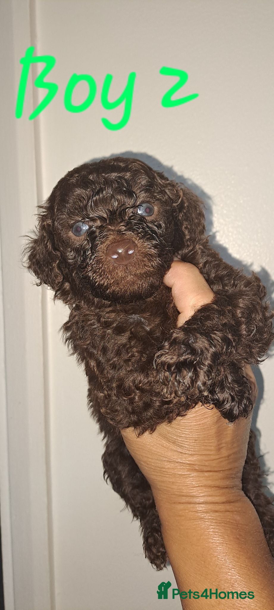 Toy Poodle dogs Health clear Kc chocolate toy poodles  - Advert 14