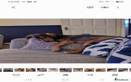 Cocker Spaniel dogs for sale: Rehoming - Image 3
