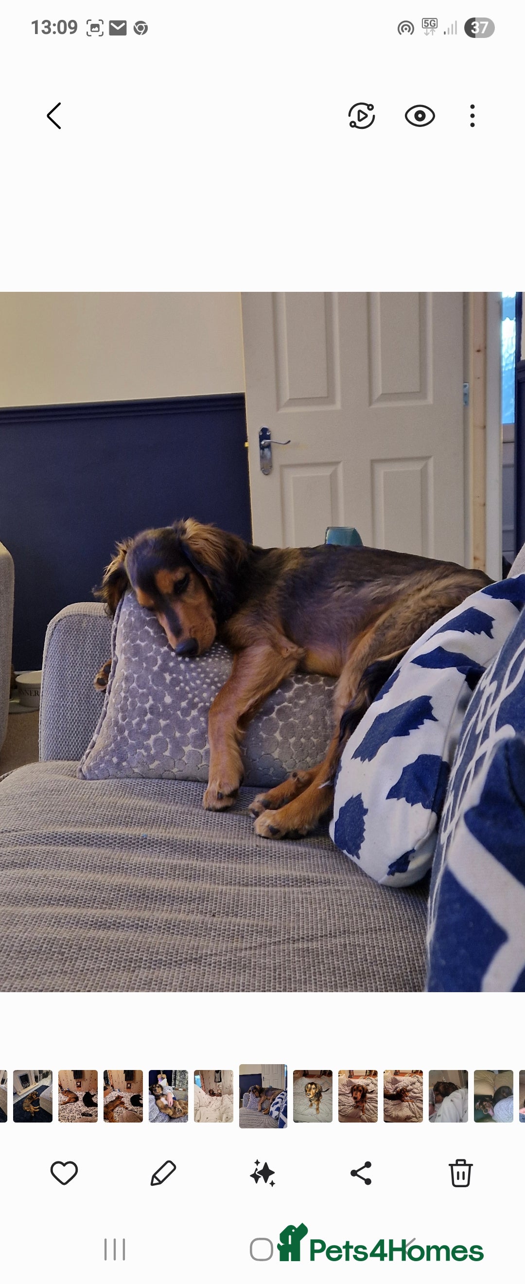 Cocker Spaniel dogs for sale: Rehoming - Image 3