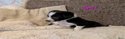 Border Collie dogs for sale: Collie puppies for sale - Advert 3