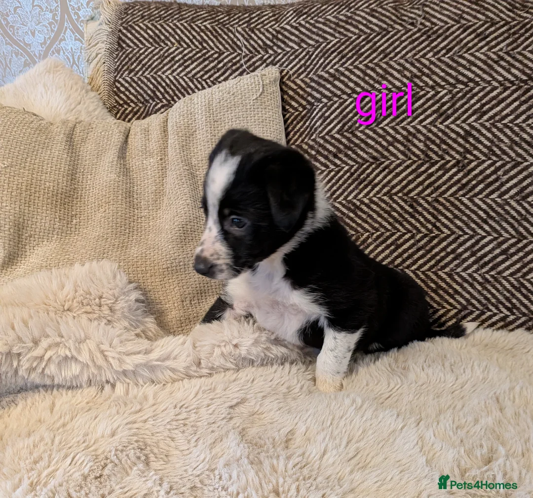 Border Collie dogs for sale: Collie puppies for sale - Advert 3