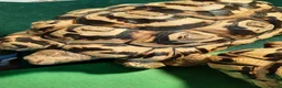 Tortoise reptiles for sale: Male Leopard Tortoise 9 years old  in Manchester - Advert 5