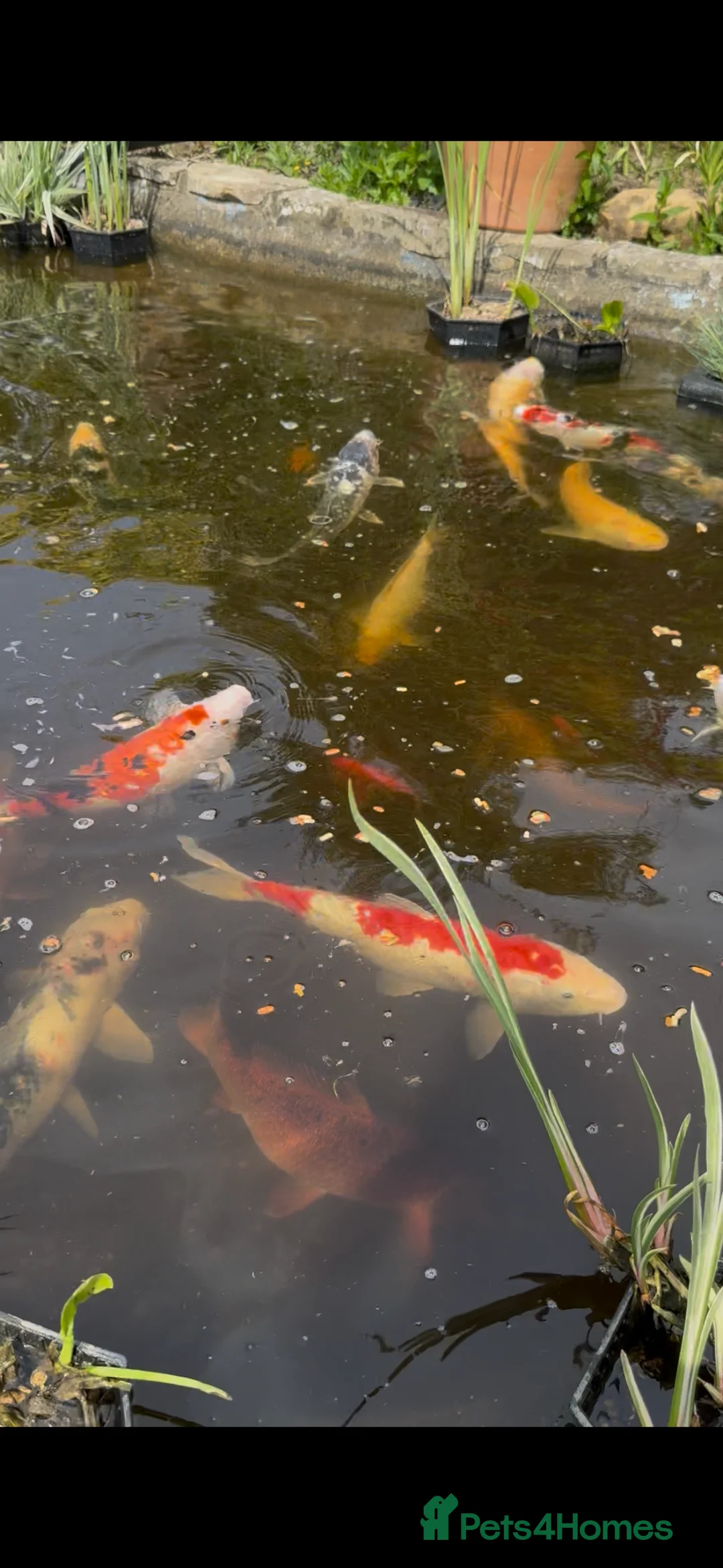 Koi Carp fish for sale: Koi Carp and Other fish  - Advert 1