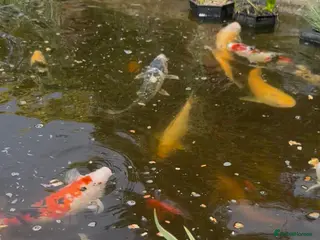 Koi Carp fish Koi Carp and Other fish - Advert 10
