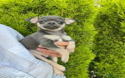 Chihuahua dogs for sale: Chihuahua puppies smooth coat - Image 6