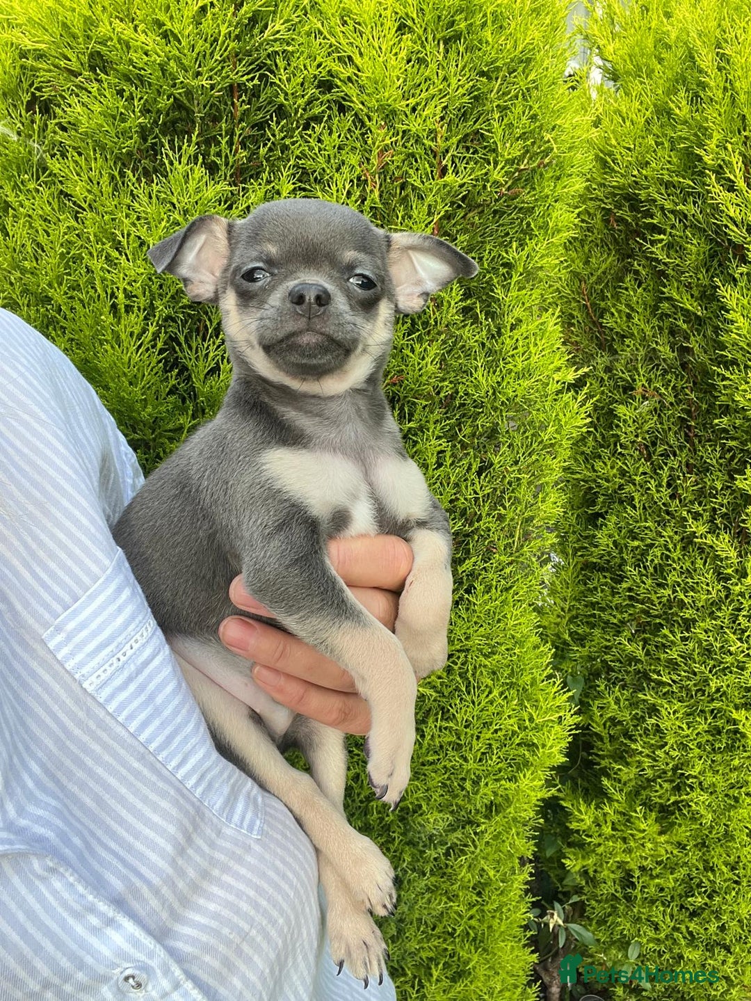 Chihuahua dogs for sale: Chihuahua puppies smooth coat - Image 6