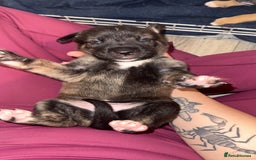 Mixed Breed dogs for sale: Husky x Staffy puppy’s ready now!  - Image 8