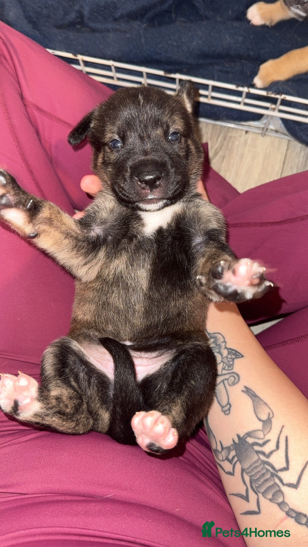 Mixed Breed dogs for sale: Husky x Staffy puppy’s ready now!  - Image 8