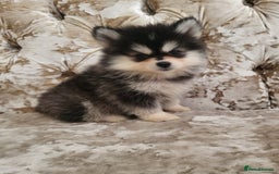 Pomsky dogs for sale:  toy size multi-generational pomsky puppies  - Image 2