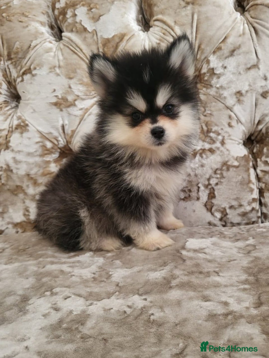 Pomsky dogs for sale:  toy size multi-generational pomsky puppies  - Image 2