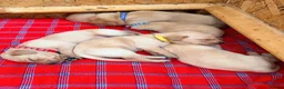 Labrador Retriever dogs for sale: Working fox Red/yellow Labradors - Advert 13