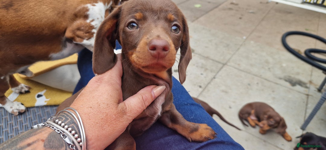 Miniature Dachshund dogs for sale: Chocolate & Black/Tan Mini Daxies - Image 19