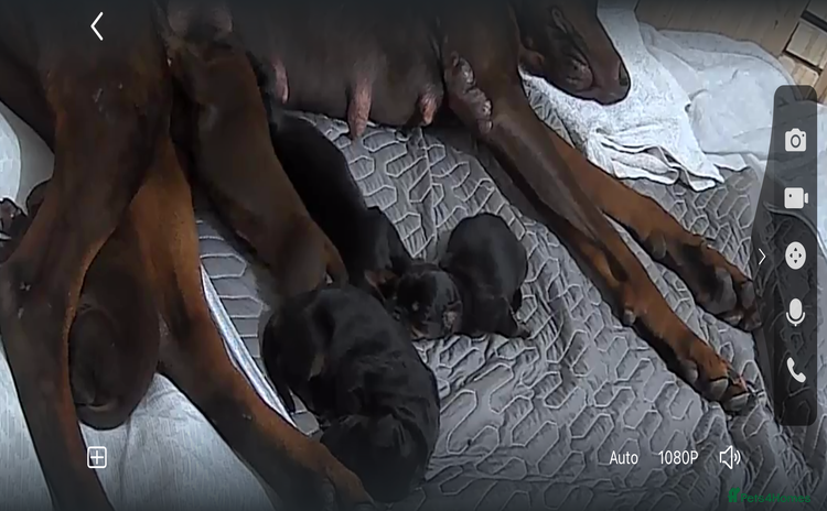Dobermann dogs - Advert 1