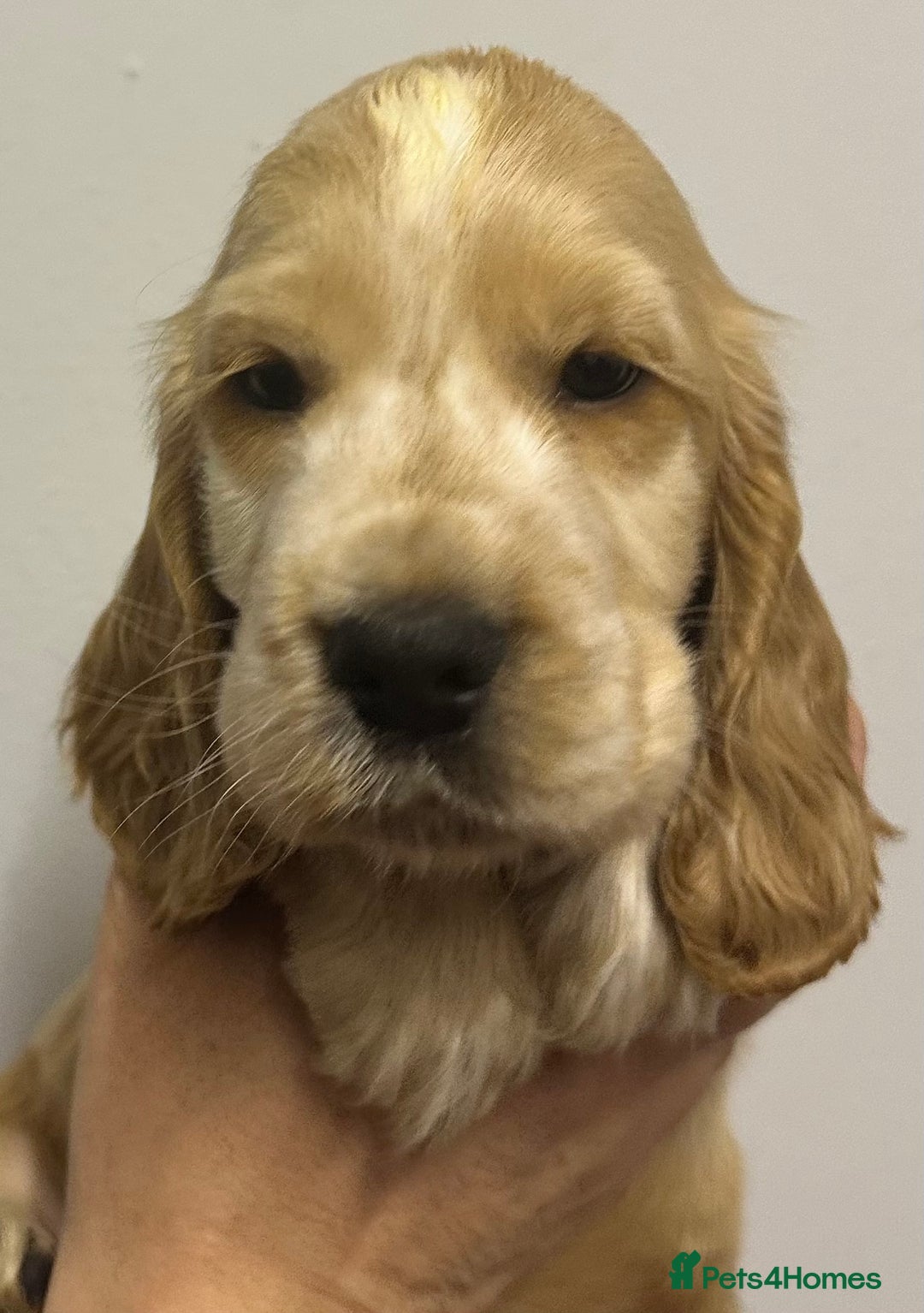 Cocker Spaniel dogs for sale: Show cocker spaniels. - Advert 3