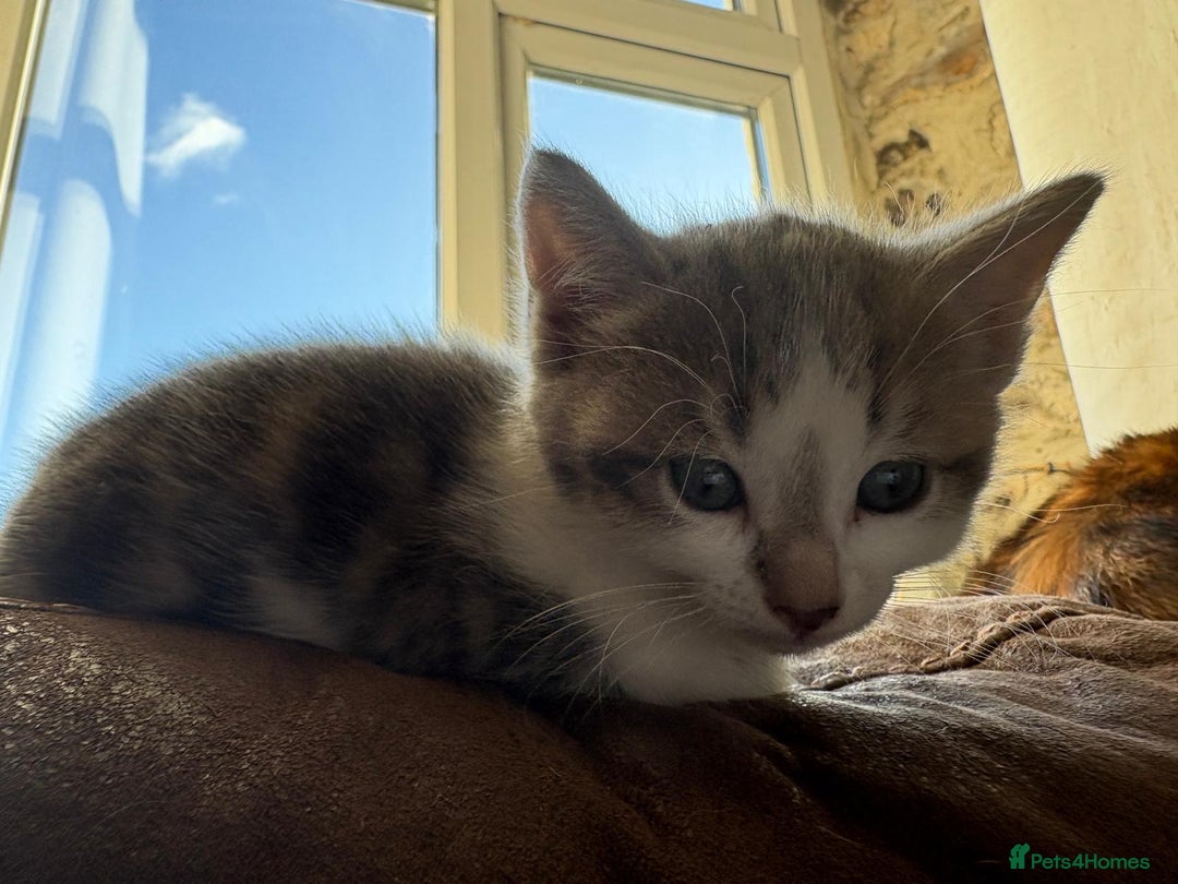 Mixed Breed cats for sale: Grey and white kittens ready now - Advert 11