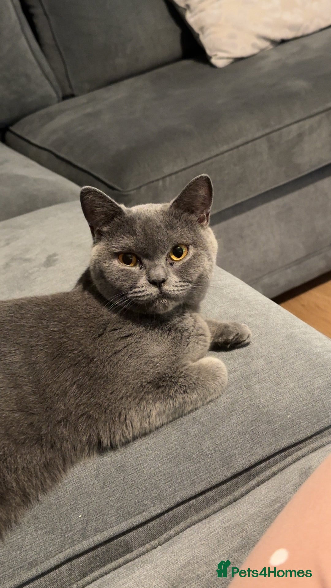 British Shorthair cats for sale: Beautiful Fluffy British Shorthair Kittens  - Image 15