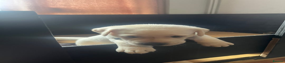 Labrador Retriever Puppy 2