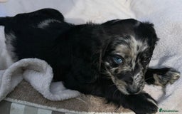 Cocker Spaniel dogs for sale: 3 beautiful working cocker spaniel puppies  - Image 18